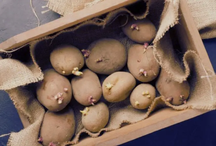 Can You Eat Potatoes That Have Sprouted And Are Soft